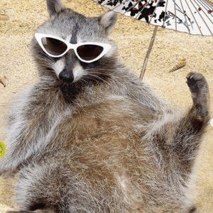 Meet your posher, Closet Racc 🦝